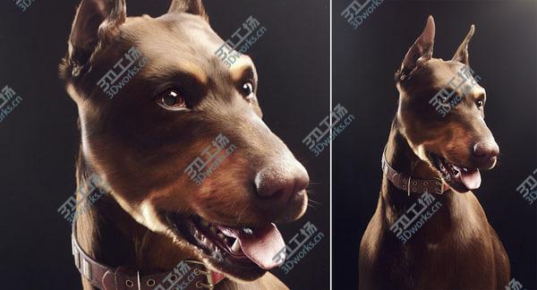 images/goods_img/20210312/3D Doberman with Fur (Rigged) model/3.jpg